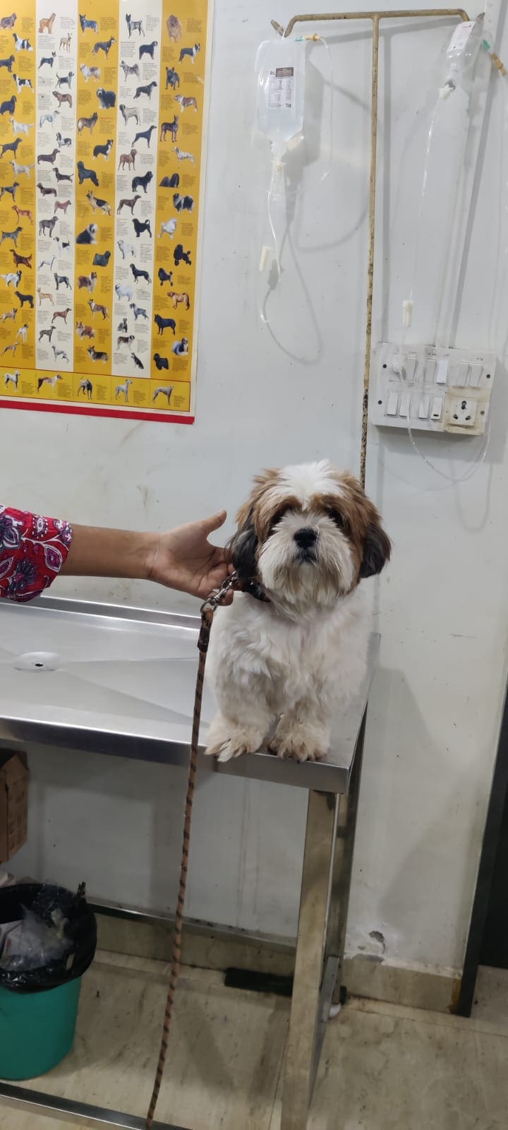 Shih Tzu calmly waiting on the consultation table