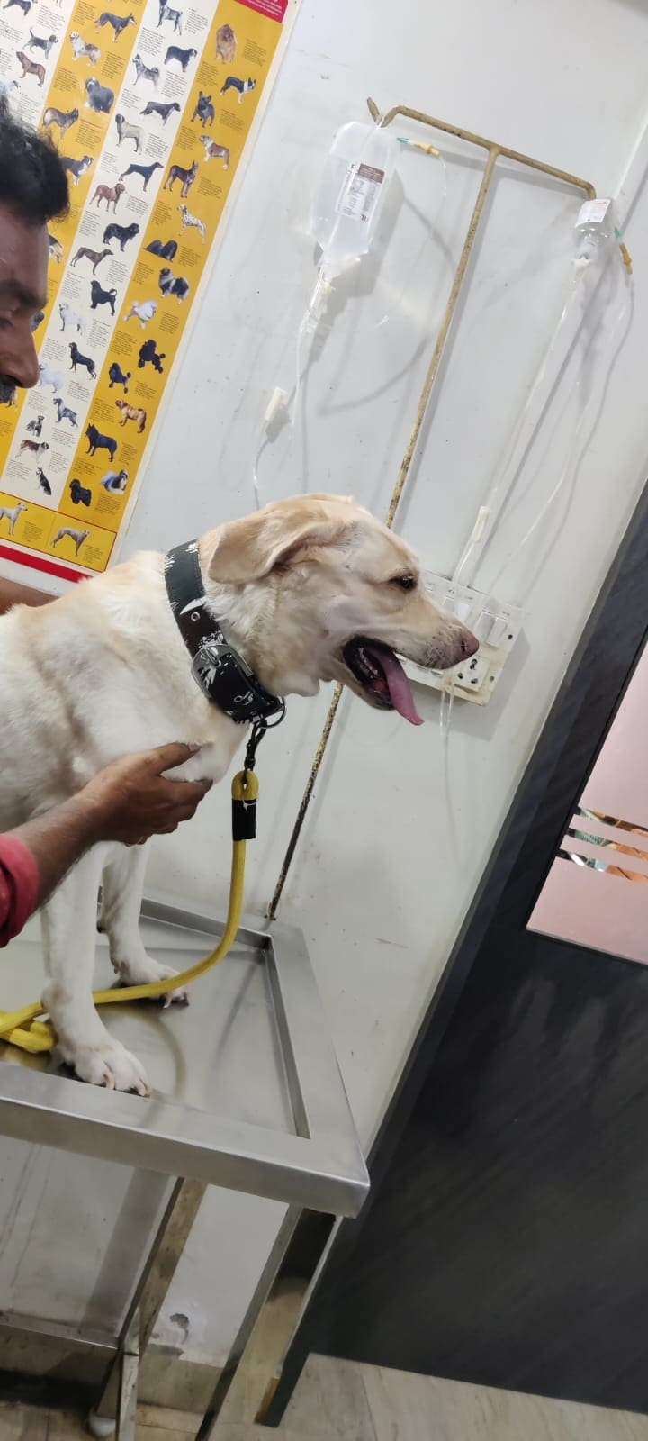 Labrador receiving IV care on the consultation table