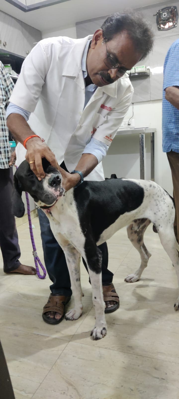Dr. Vairamuthu gently examining a Dalmatian-mix dog